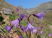 31 Soldanella alpina (Soldanella alpina ) con vista in Valletto